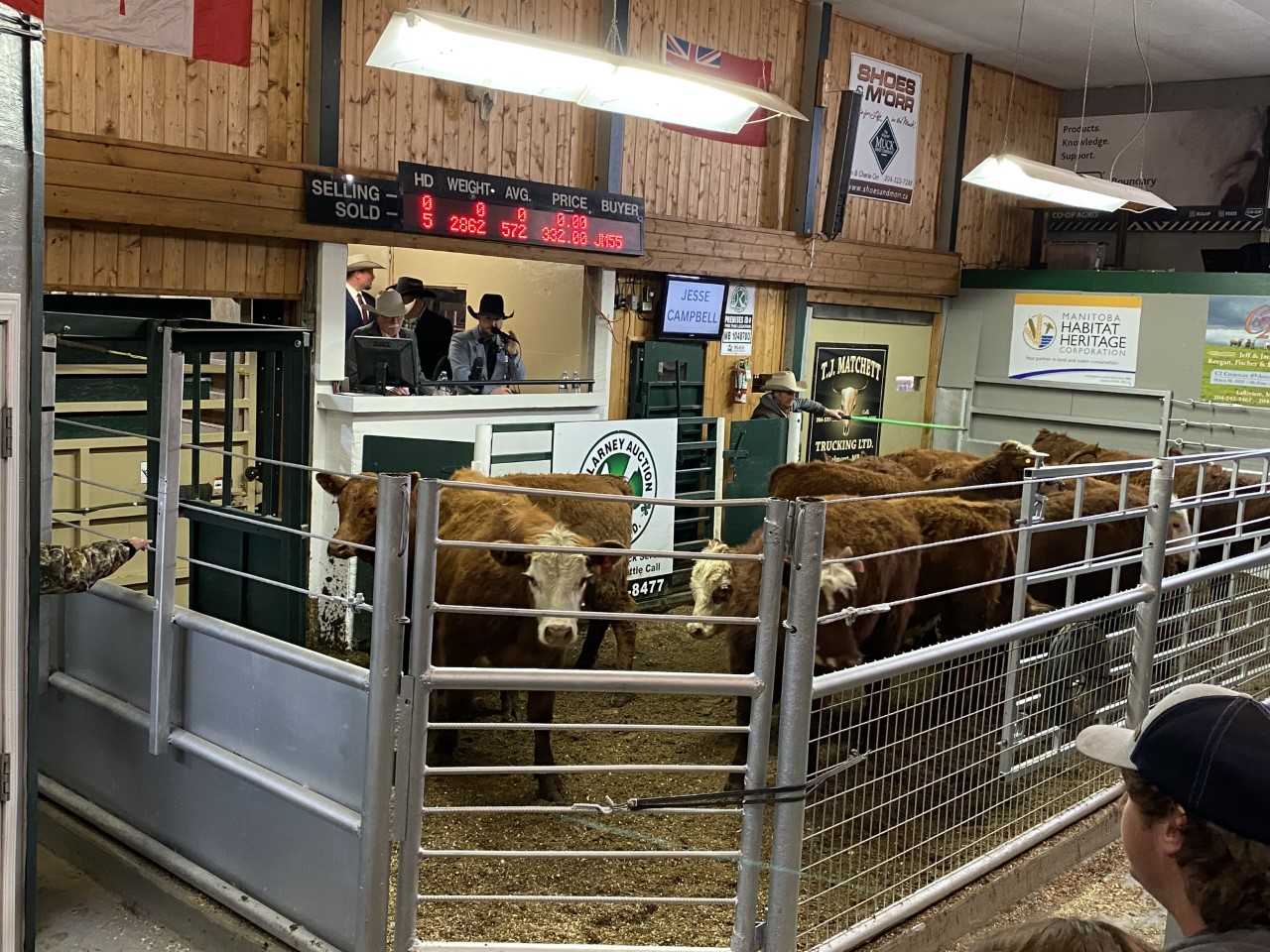 Brandon auctioneer achieves top spot at ManSask Livestock Auction